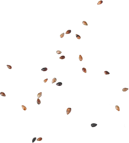 Toasted sesame seeds scattered in the air